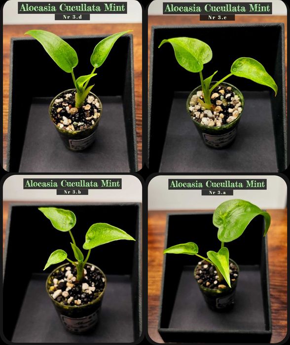 Plante, Alocasia Variegata , Monstera Albo