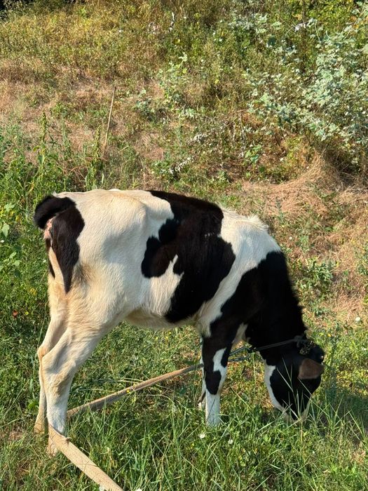 Vițea de 5 luni care este foarte bună si sănătoasă