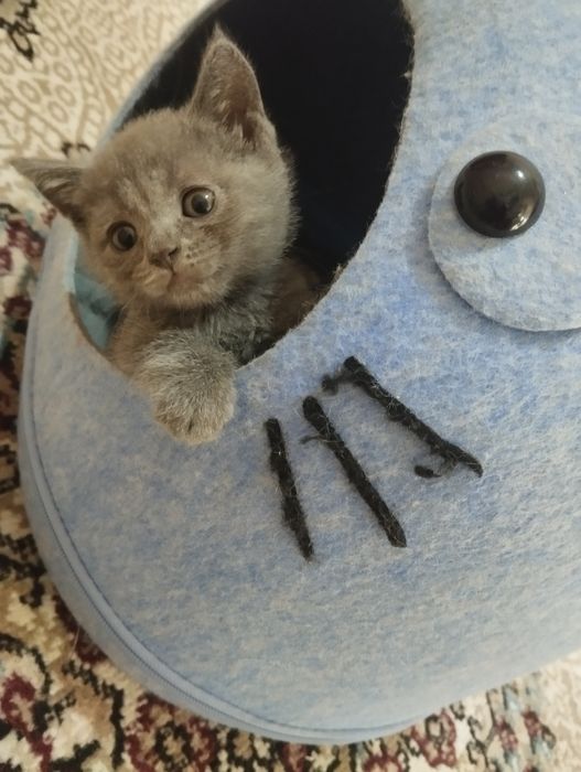 Mushuk bolalari sotiladi zotdor britanski strayt