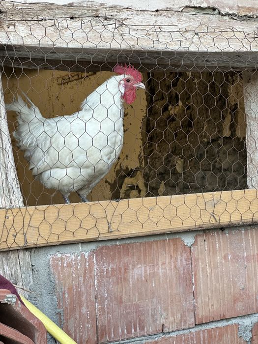 Cocos La Bresse