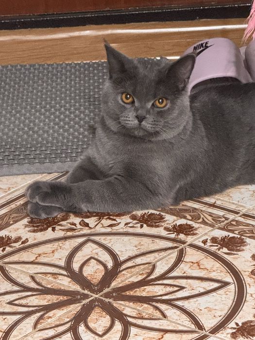 ищем кошку для вязки, кот не привит.