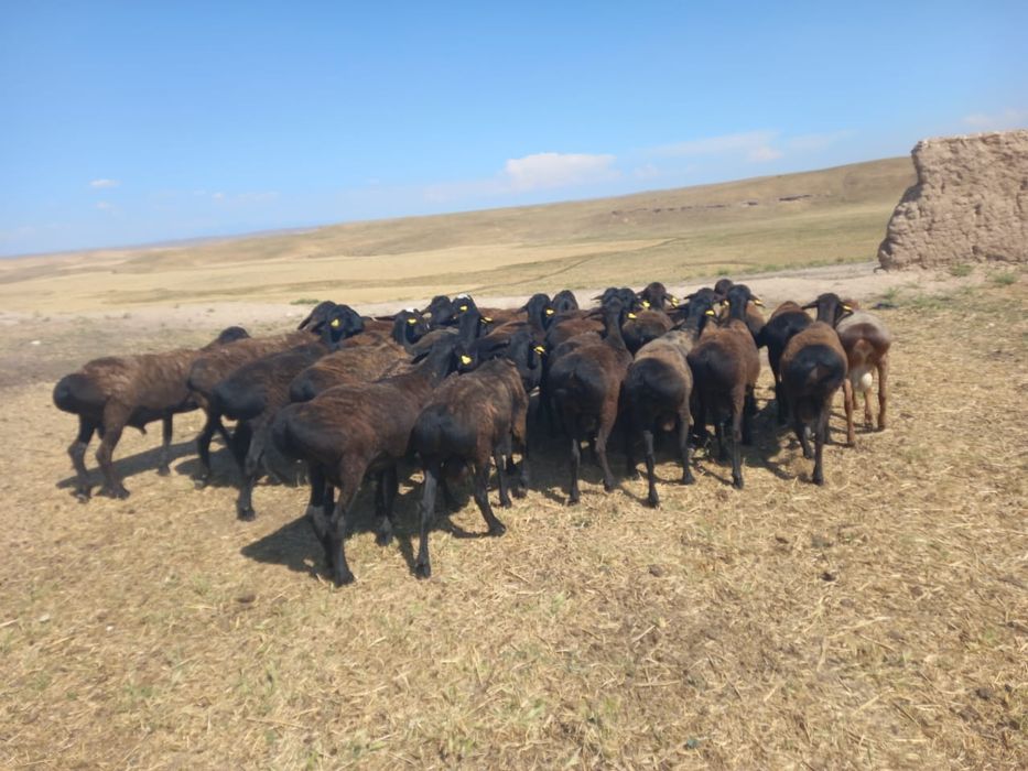 Құрбандыққа қой қошқар