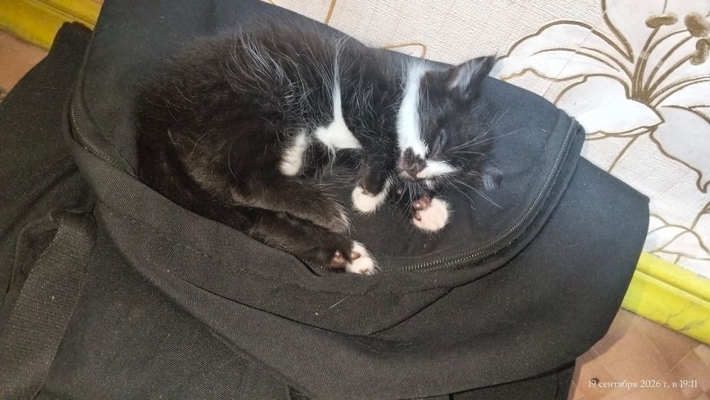 Котики в хорошие руки