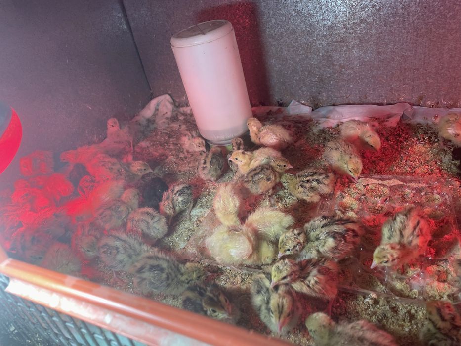 Pui de prepelita de 5 zile din rasele Giganta Polara si jumbo gold