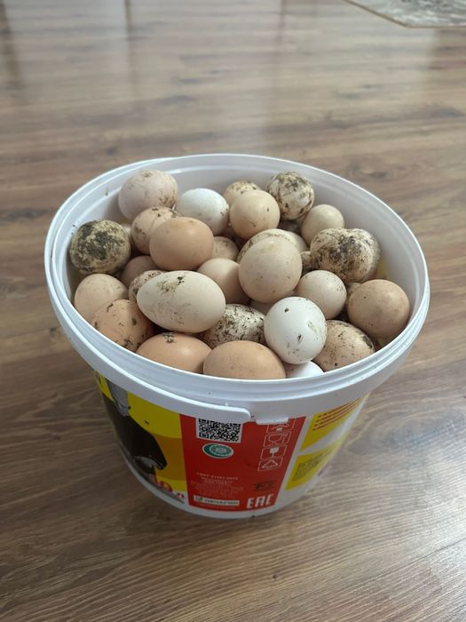 Куринные  домашние яйца 80 т