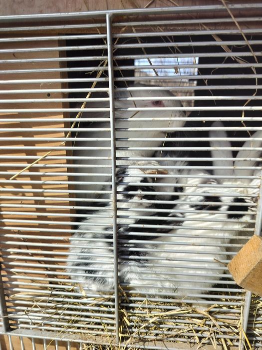 Vând iepuri pui și adulti