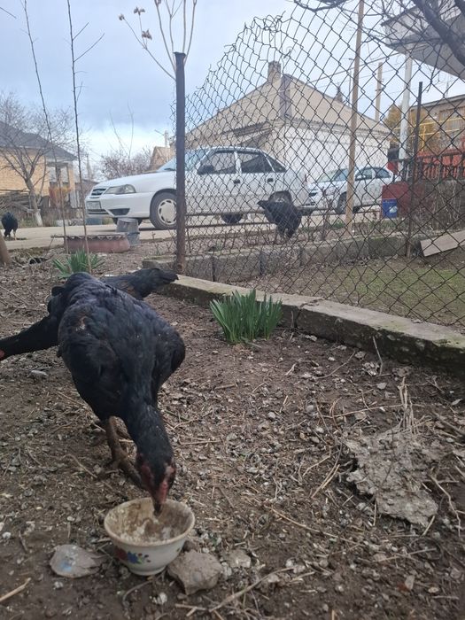 Дакан тауық сатылады китаи шамо