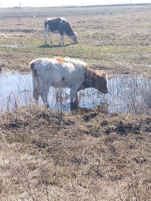 Крс корова телета