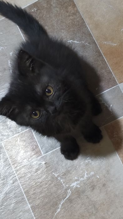 Отдам котенка в добрые руки