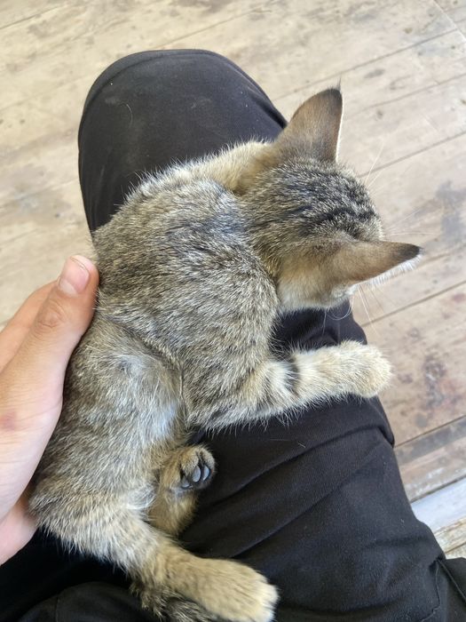 zotdor mushug jisni erkak