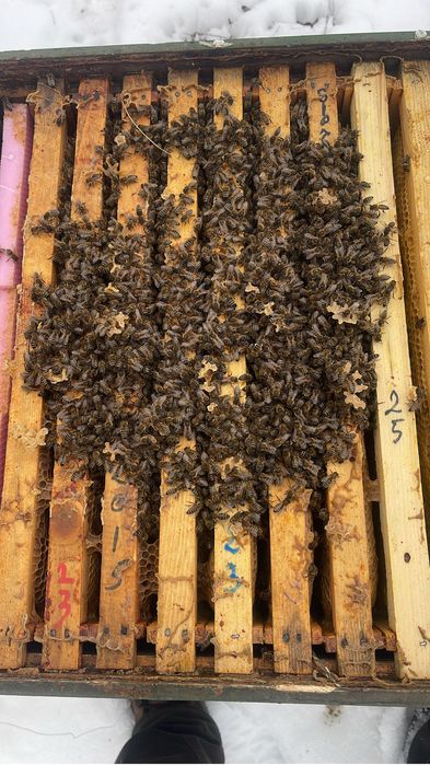 Vand 100 familii albine