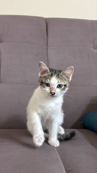 Котенок Домашний