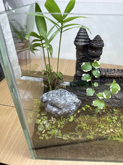 Продам флорариум со мхом !