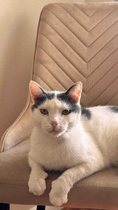 Домашний кот ищет дом