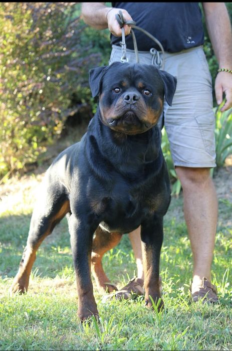 Pui Rottweiler (Femela) cu Pedigree