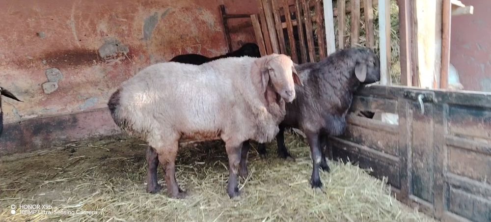 Zotli qoʼqorlar tezda sotiladi