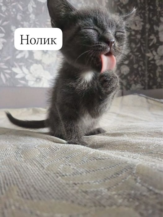 Отдам котят в добрые руки