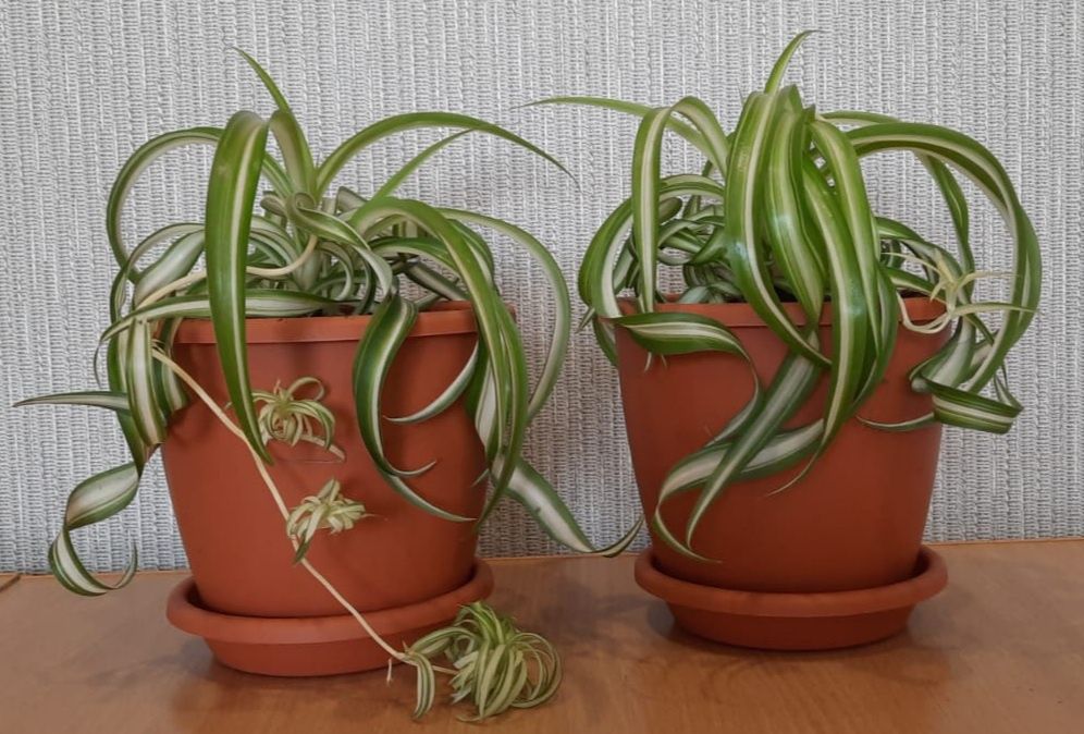 Продам комнатные цветы.