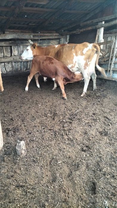 Продаются коровы, бычки, телята