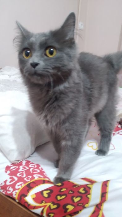 Скотиш страйт кошка