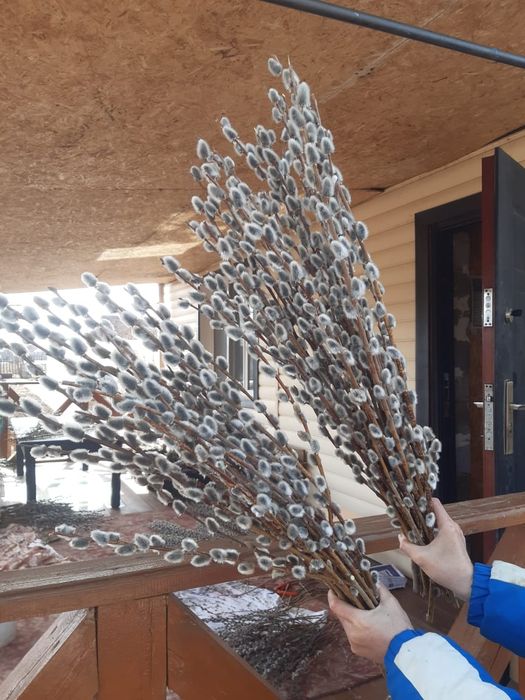 Продам вербу пушистую.