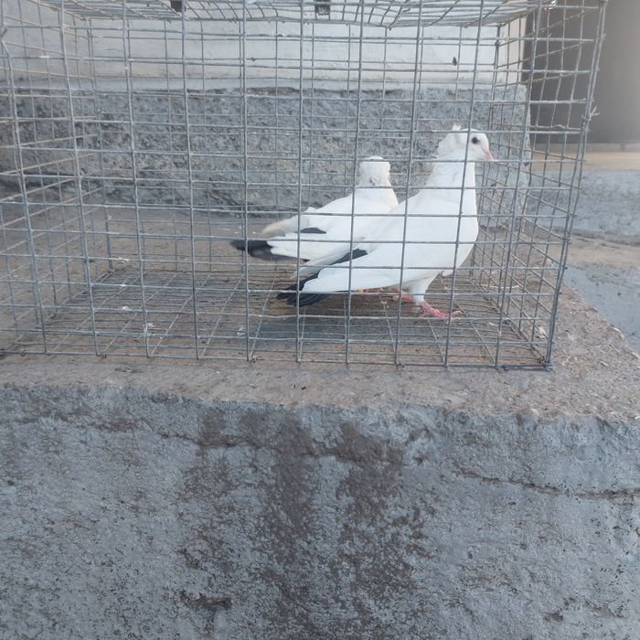 Чернахвость бровястые обрезные
