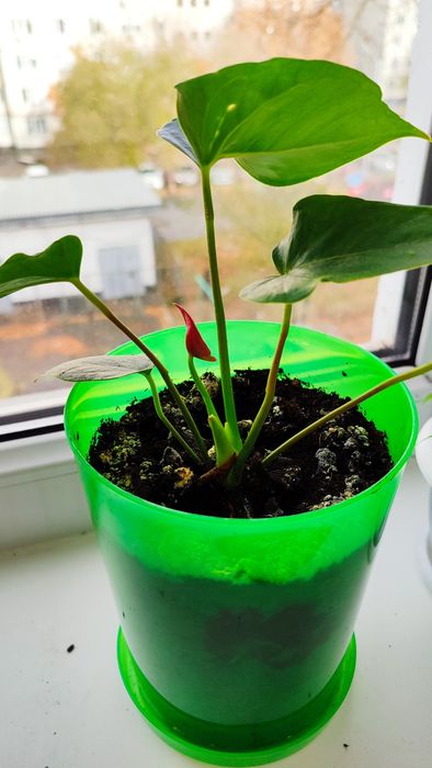 Цветок мужское счастье