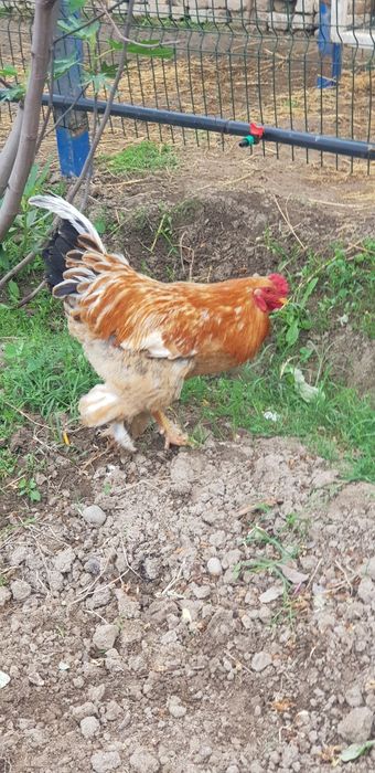 Красавцы петухи Брама — молодые и крепкие!