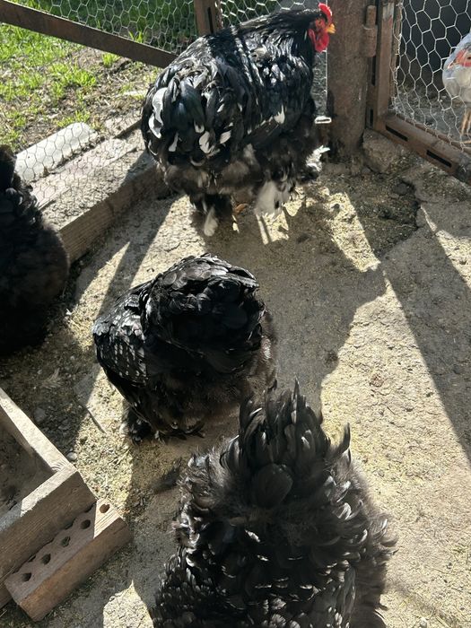 Găini Brahma familie
