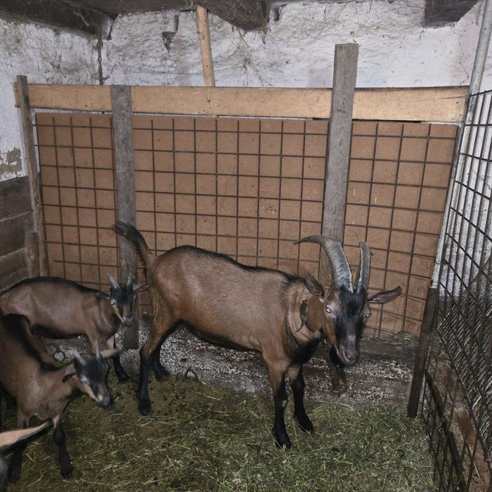 Țap Alpin Francez