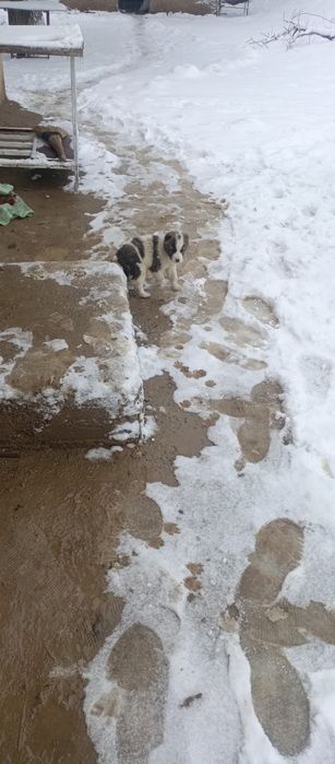 Choʼpon kuchuk bolasi