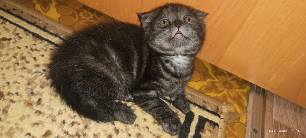 Котенок девочка британка