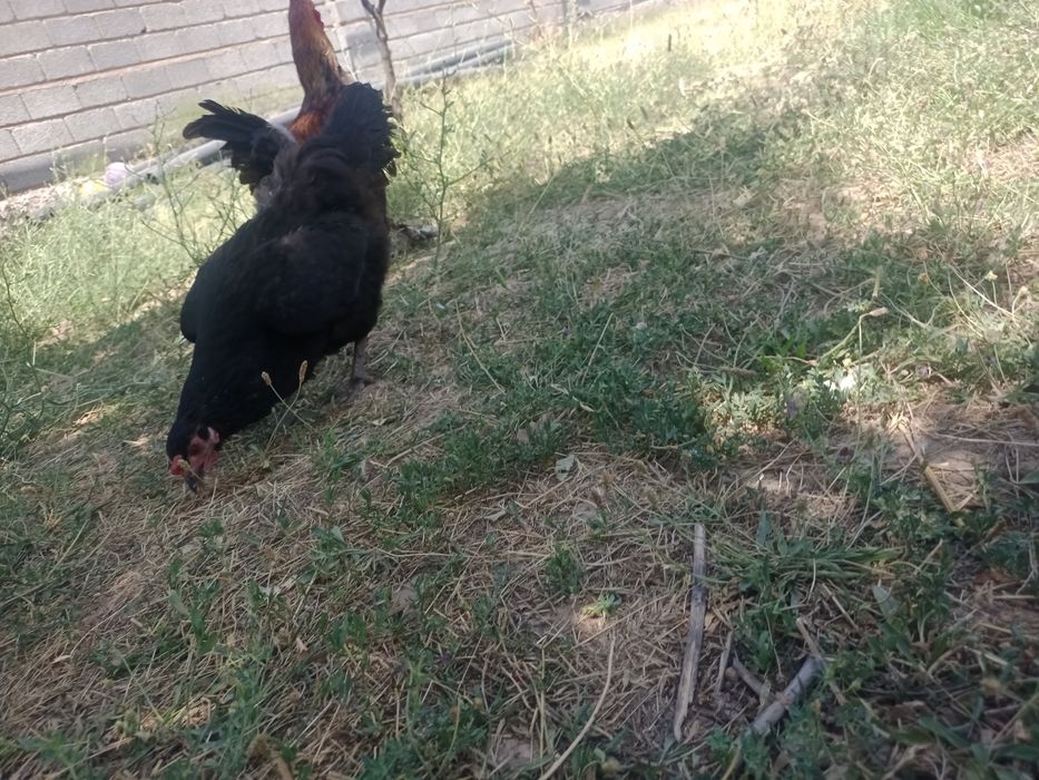 Туып тұр жас тауықтар