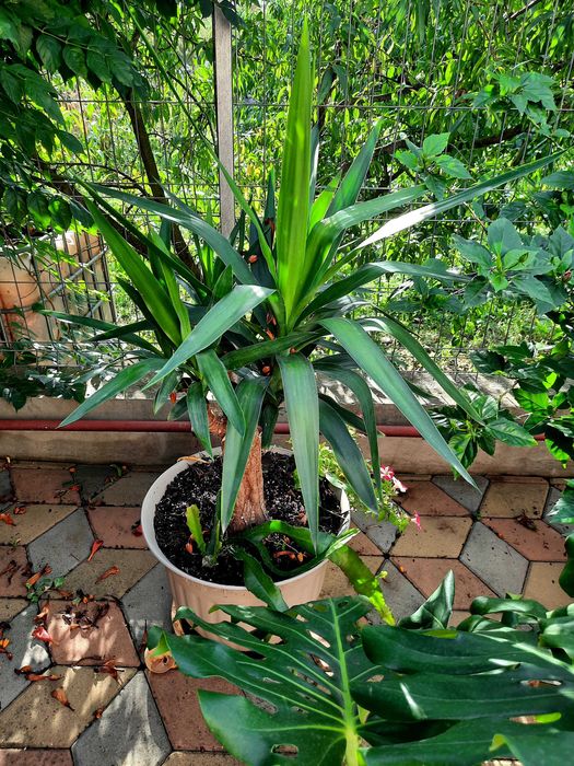 Vand plante de apartament