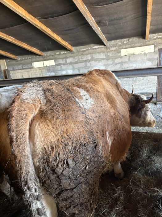 Vând 4 vaci  pe ales 10000 de lei bucata