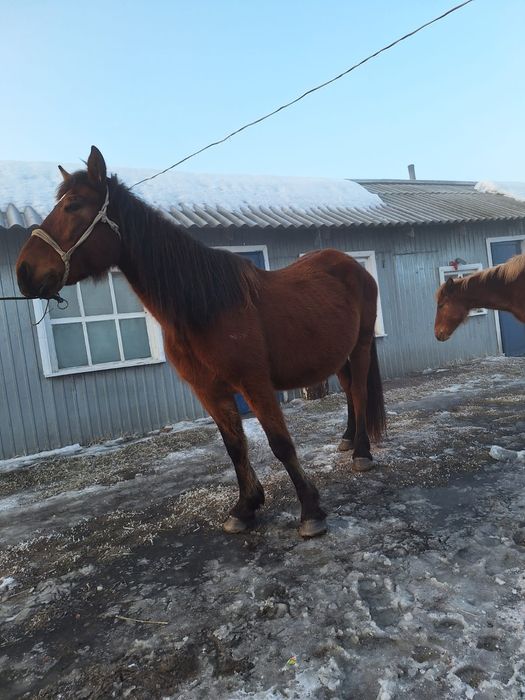 Продам кобылу 5лет