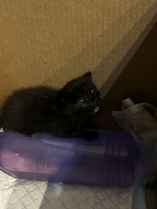 Котенок черный маленький