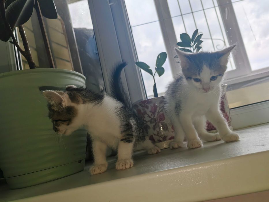 Отдам котят в добрые руки
