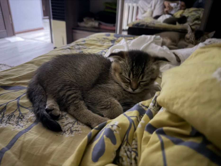 Котенок вислоухий