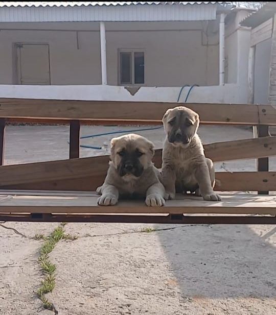 Күшіктер сатылады