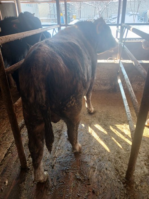 Продам 4 быка с откорма