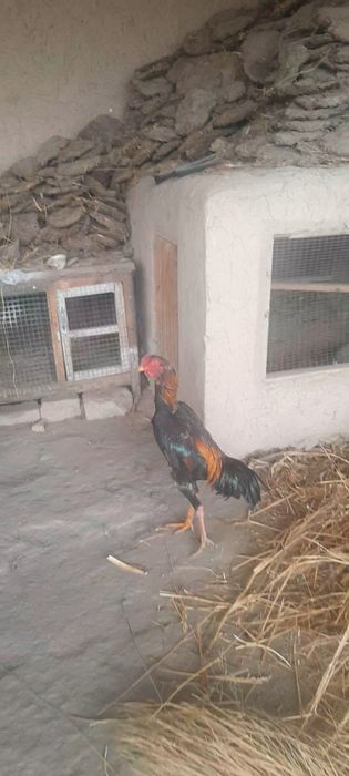 Jujamiz sotuvda kimga qiziq bulsa