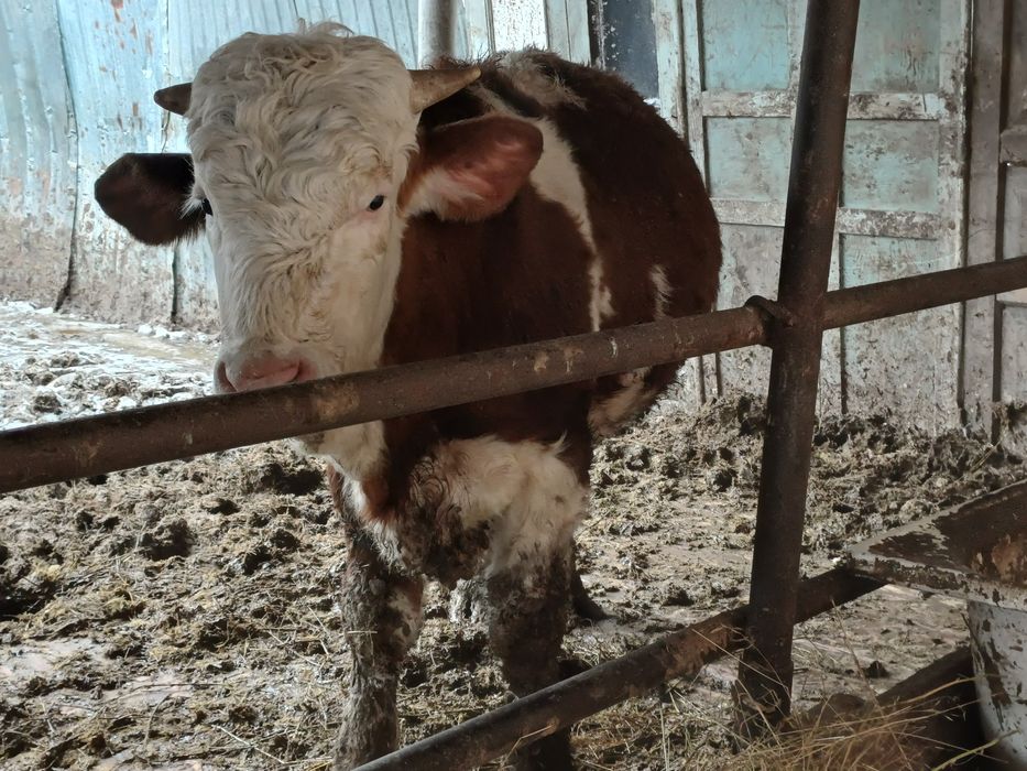 Продам бычка 11мес