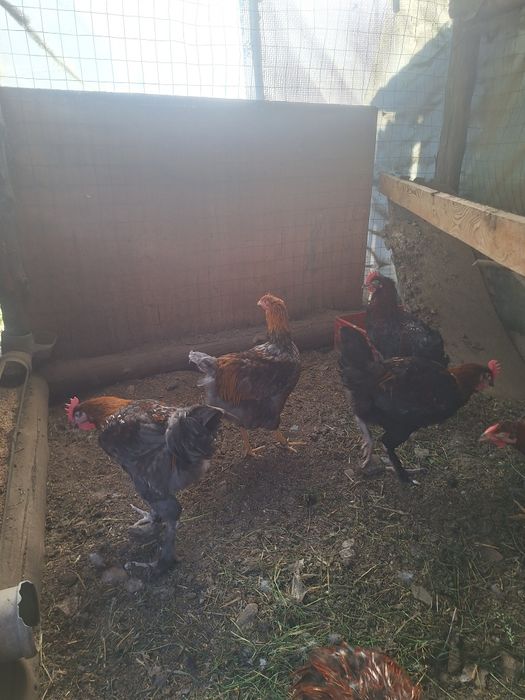 Cocosi  wyandotte  Marans  Araucana Crem legbar