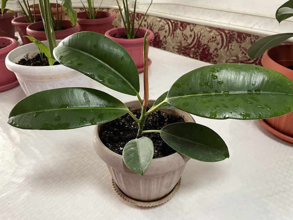 Фикус разного размера