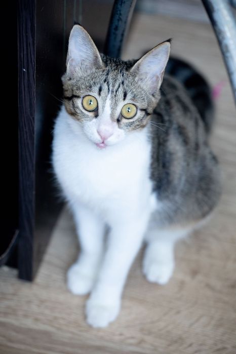 Котик Мурзик в добрые руки!!