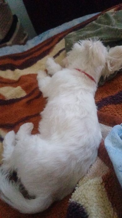 Bichon maltez 4 luni