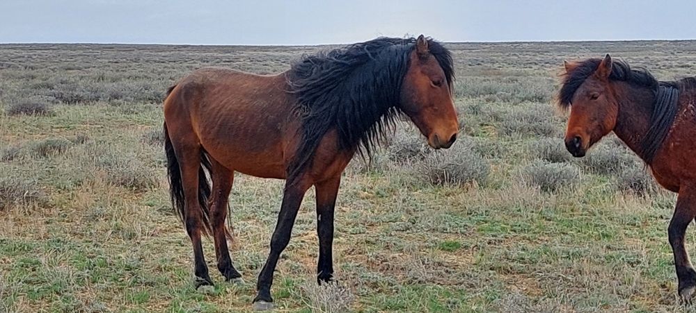 Екі айғыр сатылады