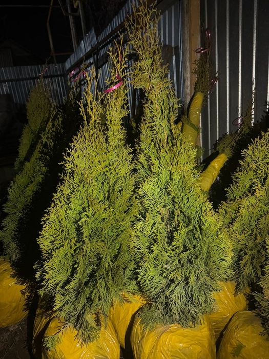 Продам туи от 60см до 3 метров