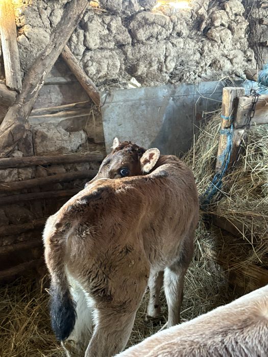 Vand 3 vitei de rasa